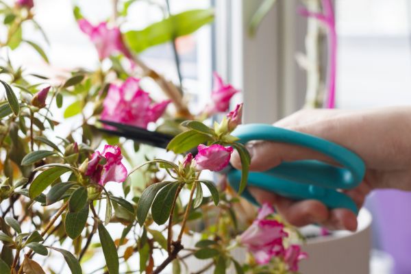 Azalea Pruning in Windsor