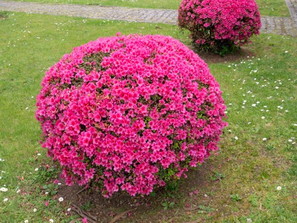 Rhododendron Pruning in Windsor