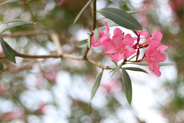 Oleander Removal in Windsor