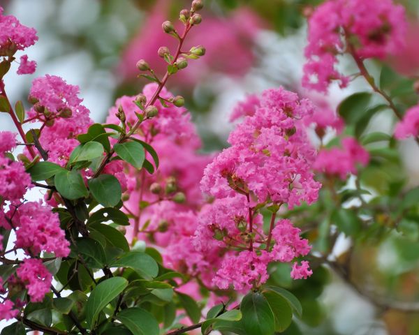 Crepe Myrtle Removal in Windsor
