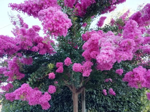 Crape Myrtle Pruning in Windsor