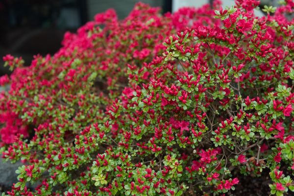 Weigela Removal Service in Windsor