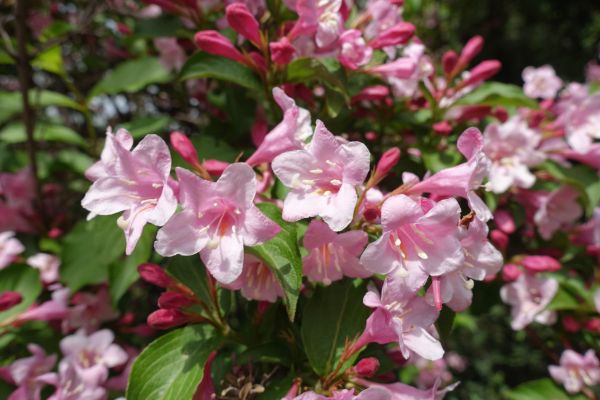 Weigela Pruning Service in Windsor