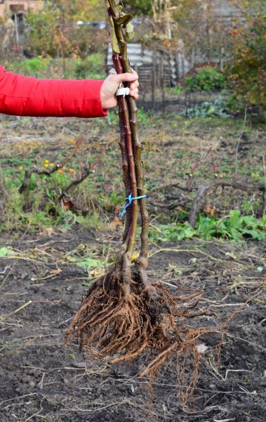 Shrub Root Removal in Windsor