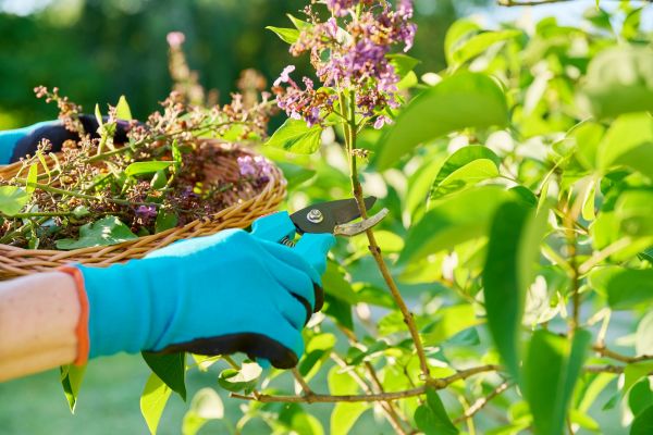 Lilac Trimming Service in Windsor