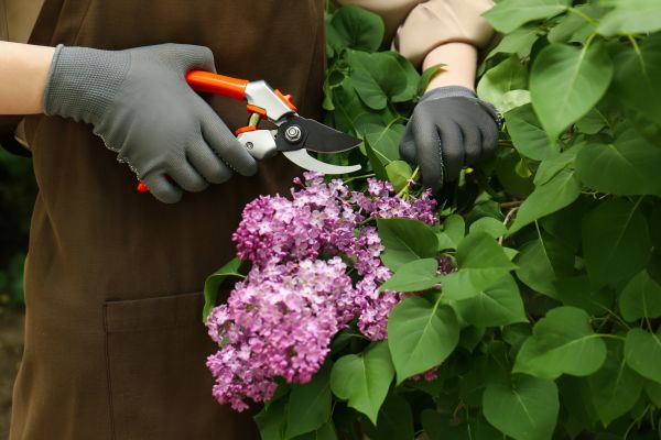 Lilac Pruning Service in Windsor