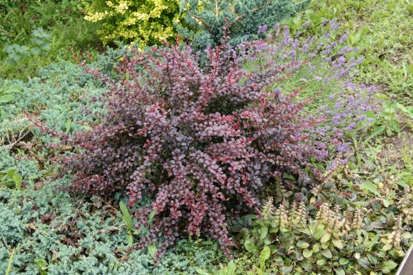 Japanese Barberry Removal in Windsor