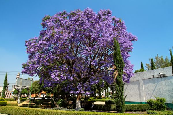 Jacaranda Pruning in Windsor