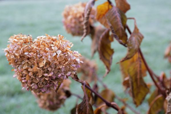 Hydrangea Removal in Windsor