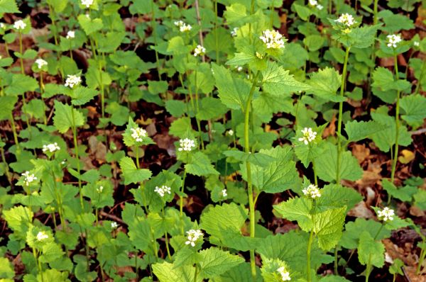 Garlic Mustard Removal in Windsor