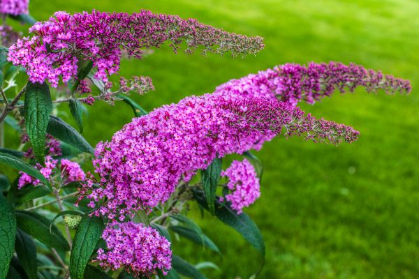 Butterfly Bush Removal in Windsor