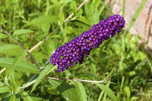 Butterfly Bush Pruning in Windsor