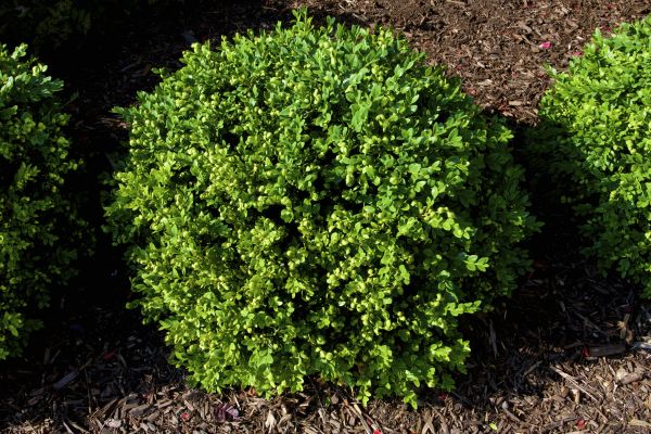 Boxwood Removal in Windsor