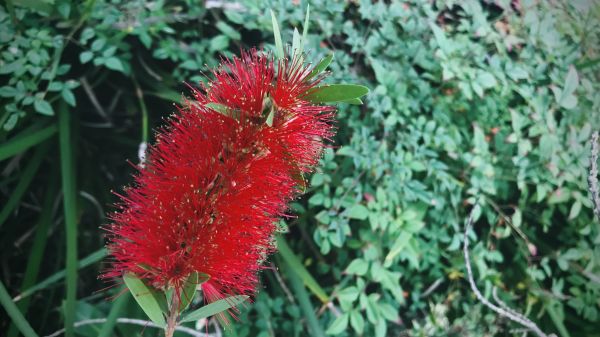 Bottlebrush Pruning in Windsor
