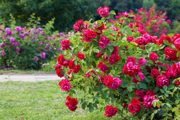 Shrub Trimming in Windsor