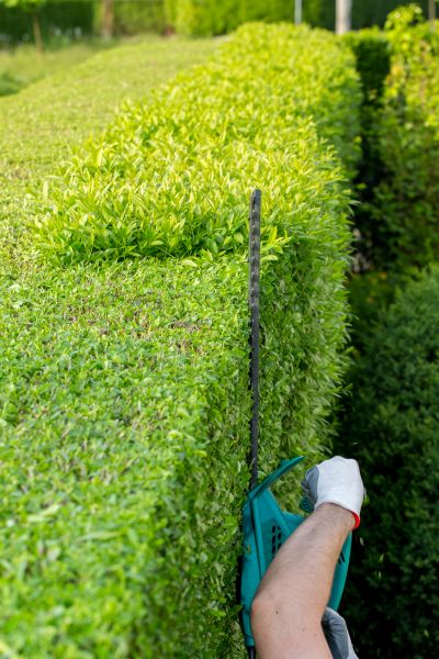 Hedge Trimming in Windsor