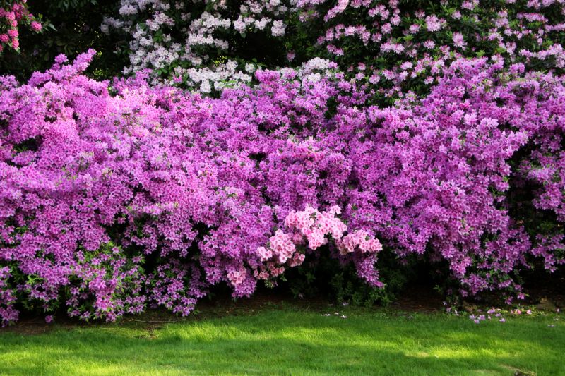 Azalea Pruning