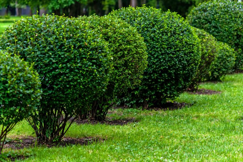 Decorative Shrubs with Neat Edges