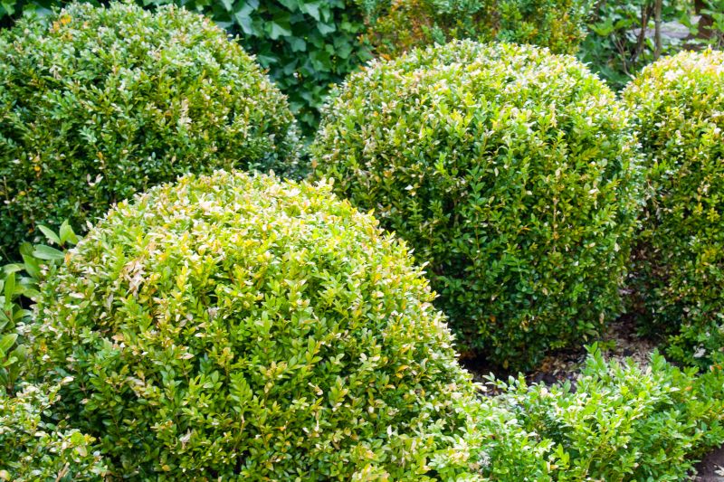 Customized shrub care